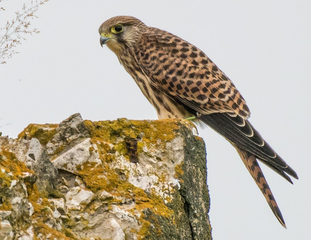 Мохноногий канюк или Зимняк