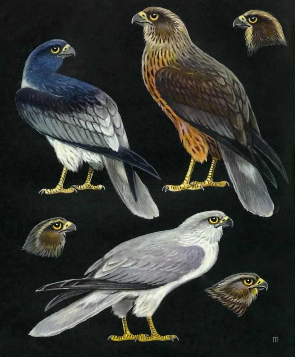 Болотный Лунь самец