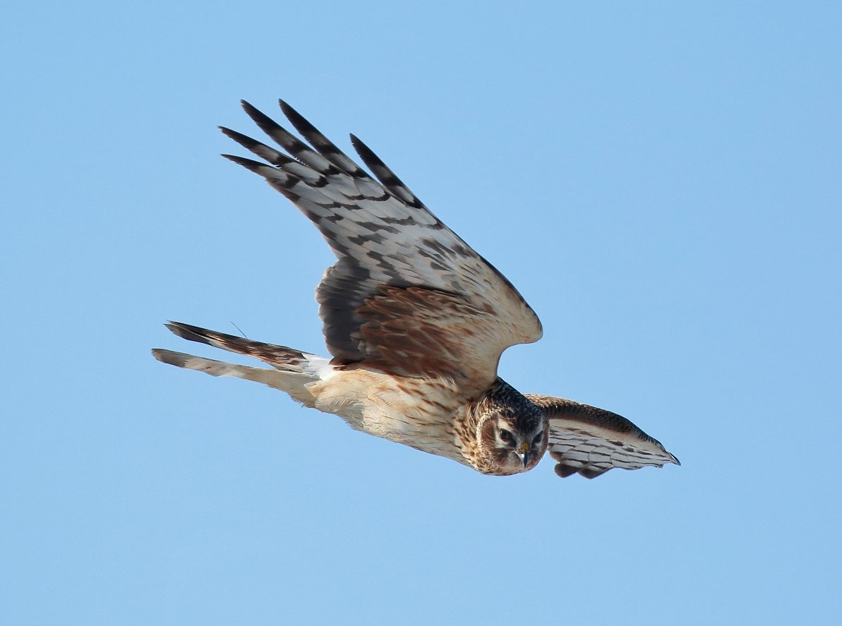 Беркут ястреб Коршун