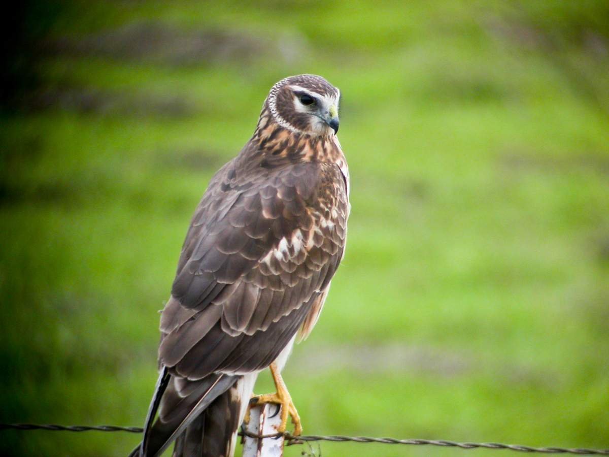 Полевой Лунь птица