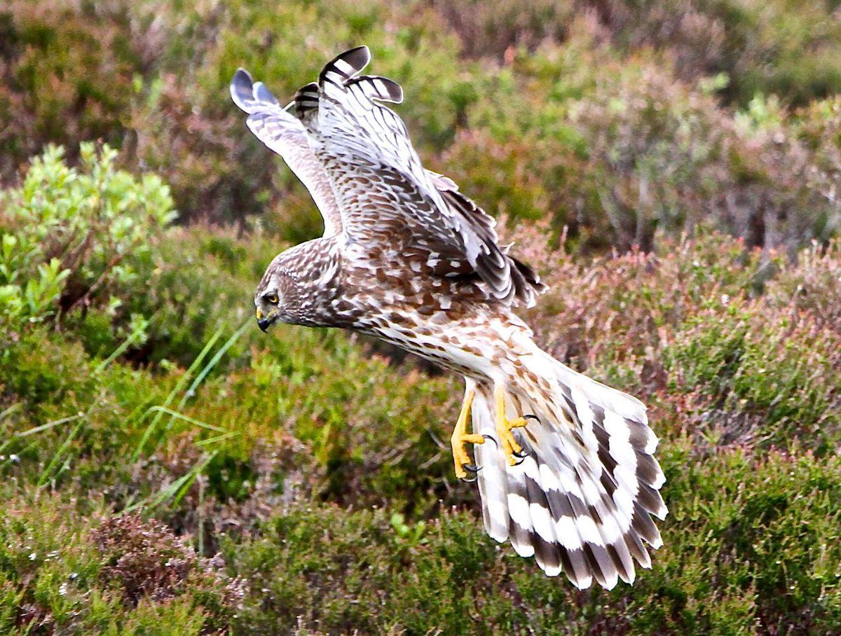 Алтайский Сокол балобан