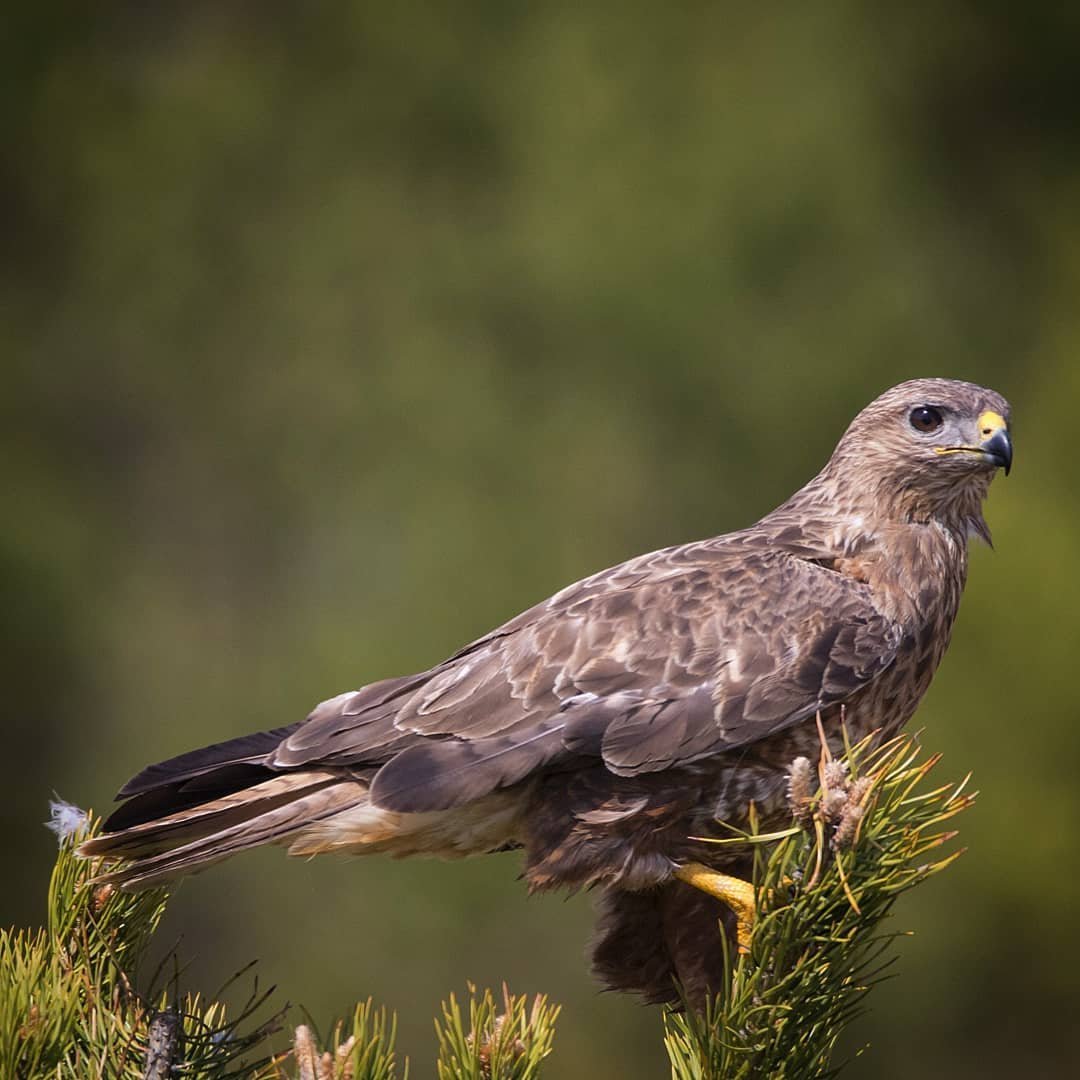 Краснохвостый Сарыч