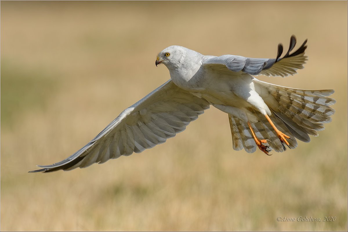 Ястребиные