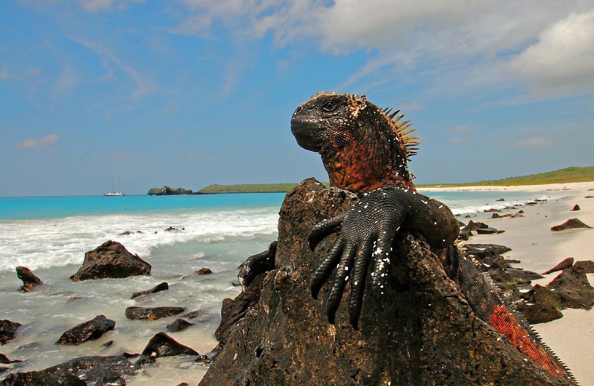 Фото морская игуана галапагосская