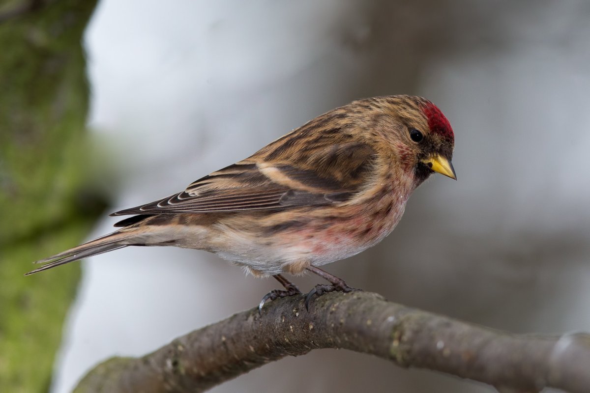 Певчие птицы Татарстана