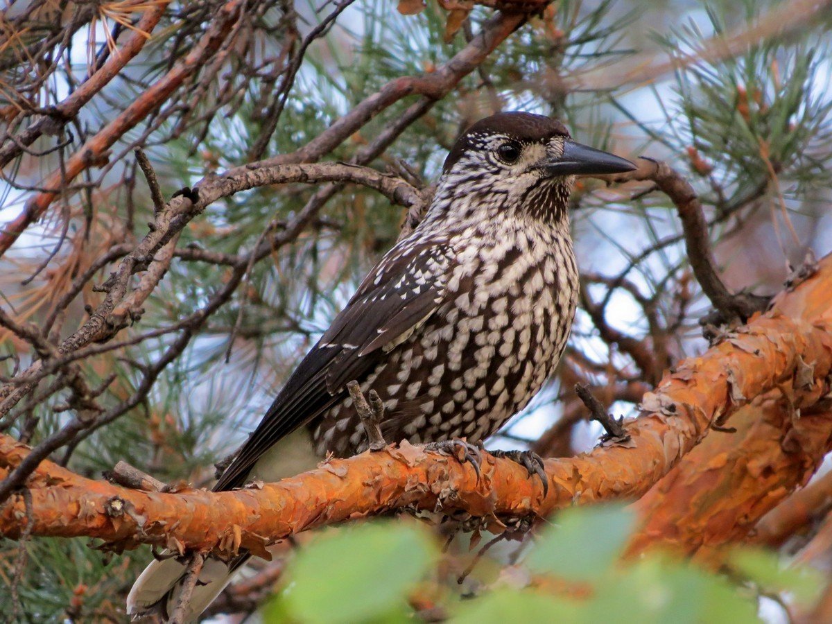 Кедровка Nucifraga caryocatactes