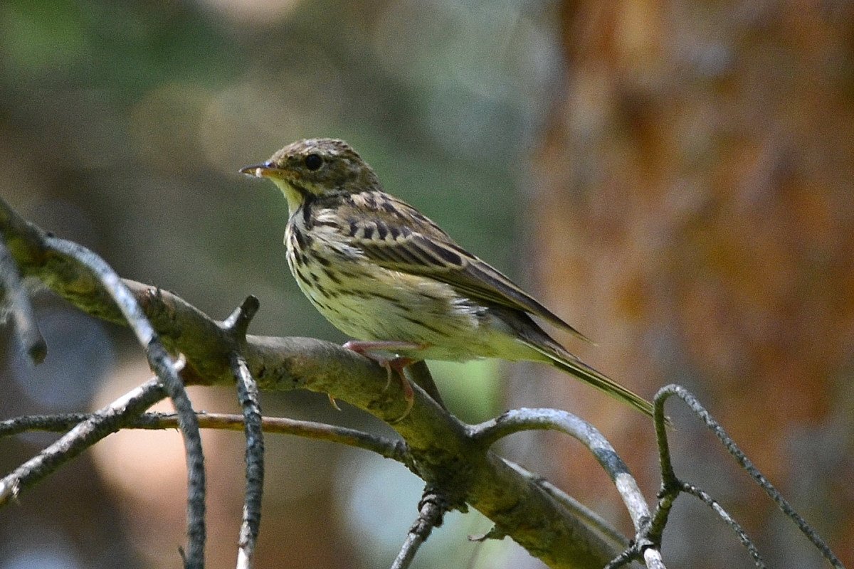 Сибирский конек птица