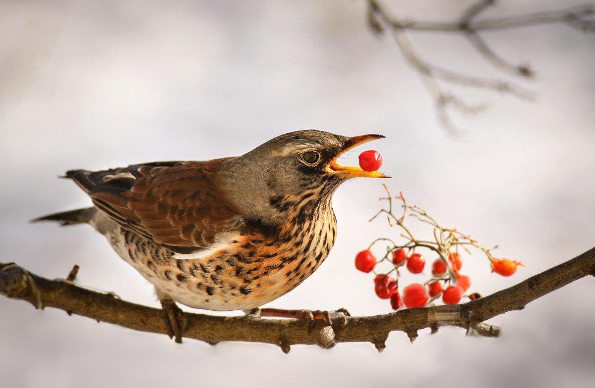 Птица зимняя Дрозд рябинник