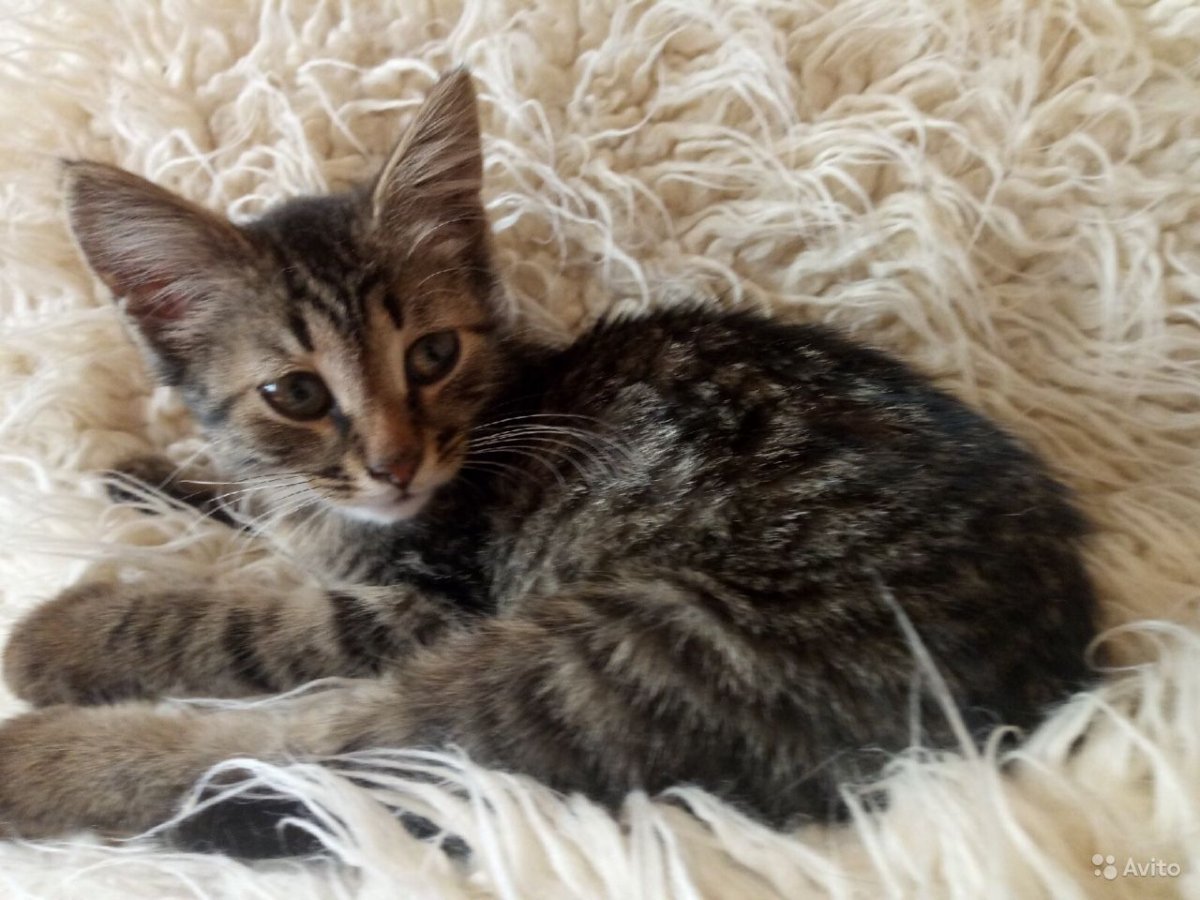 Красивые полосатые котята