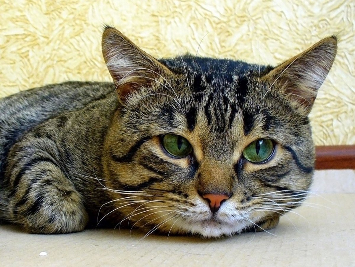 Шпротная окраска кошек