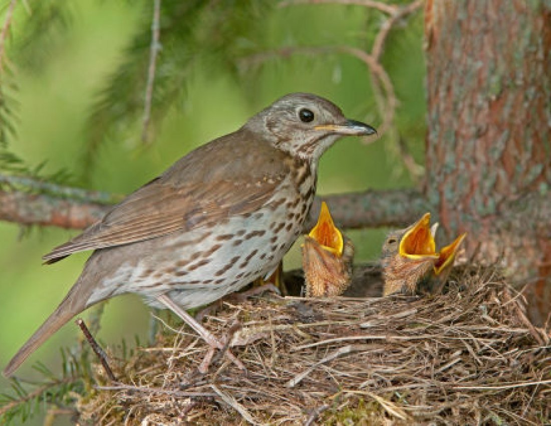 Птенец дрозда рябинника