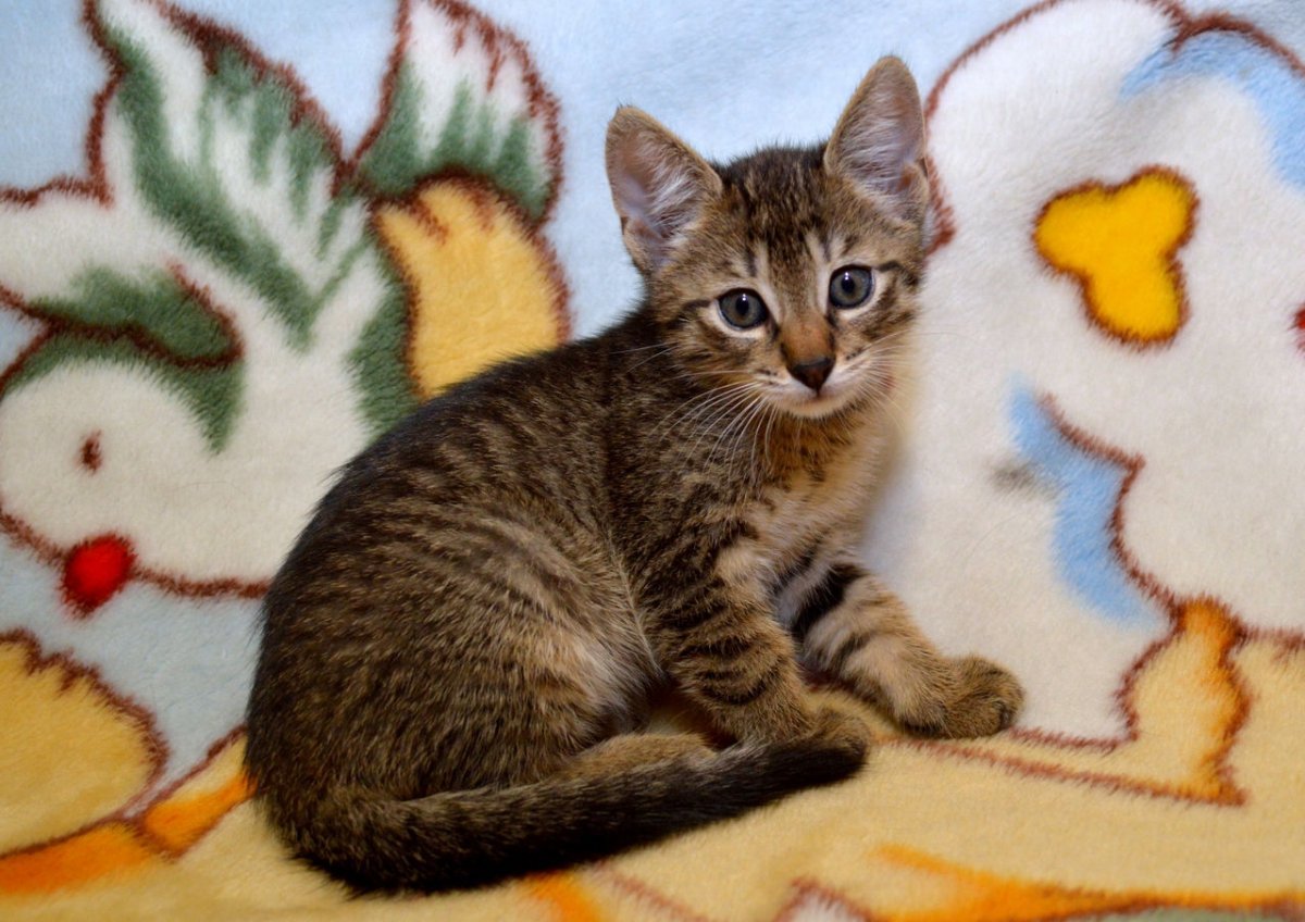 Потерялся крупный кот