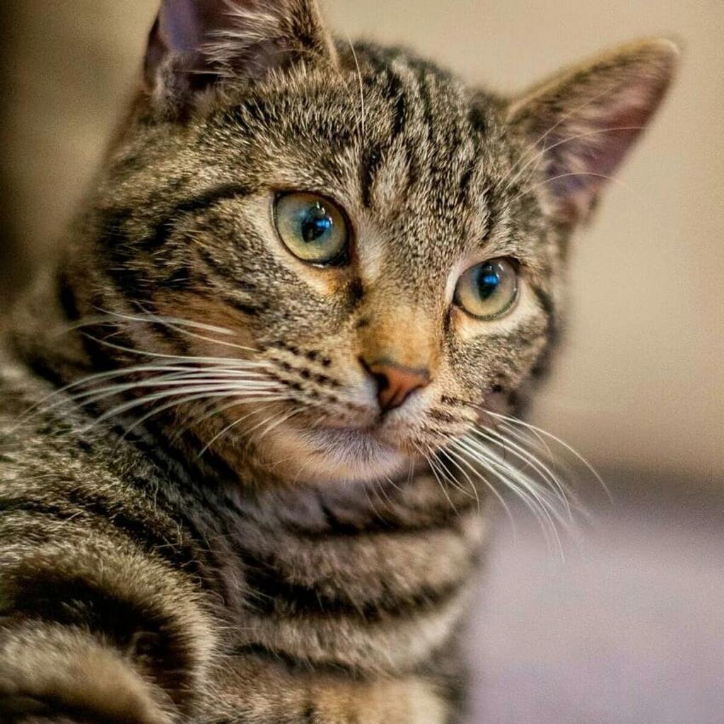 Лихуа порода кошек