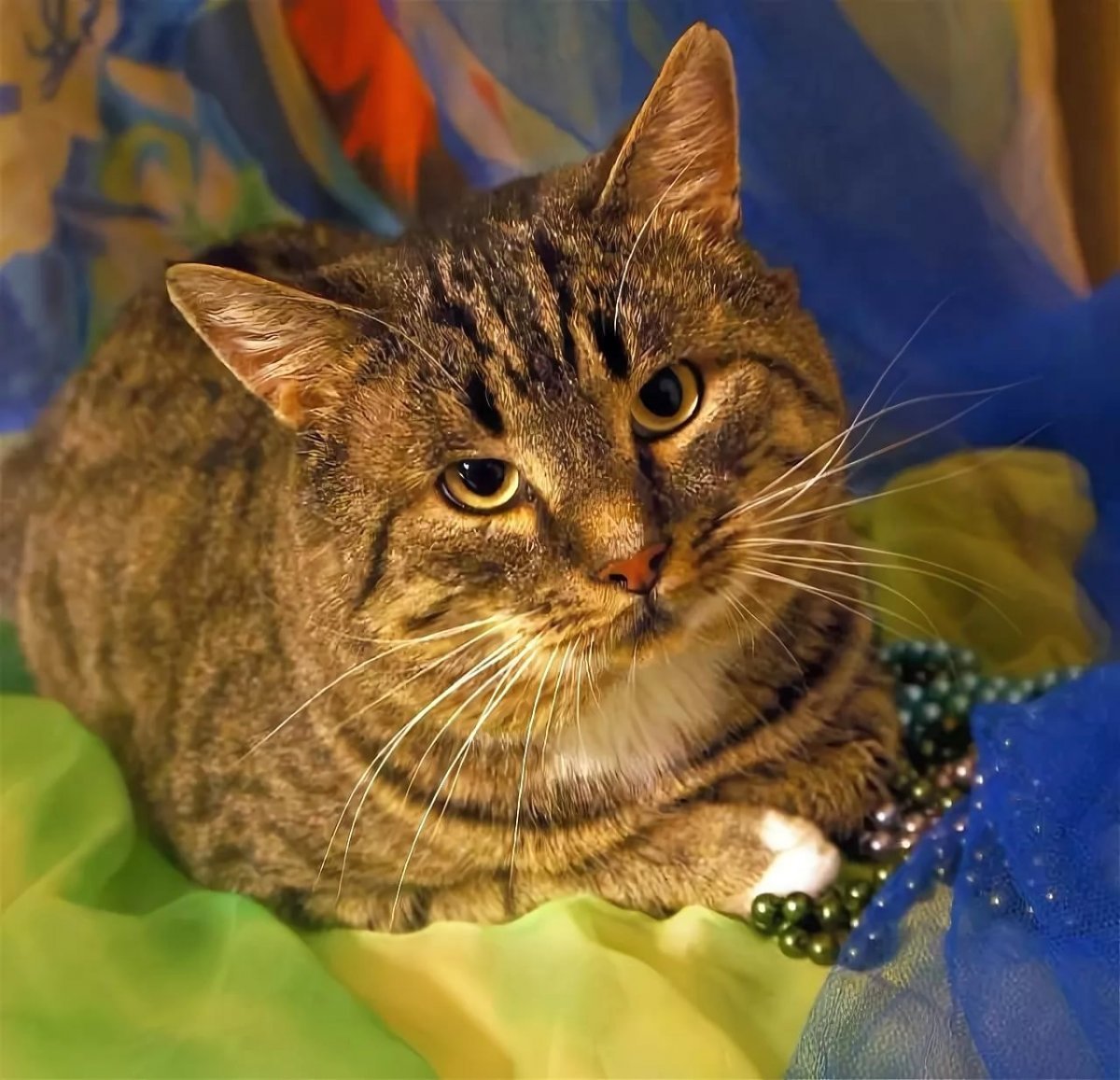 Шпротный окрас у кошек