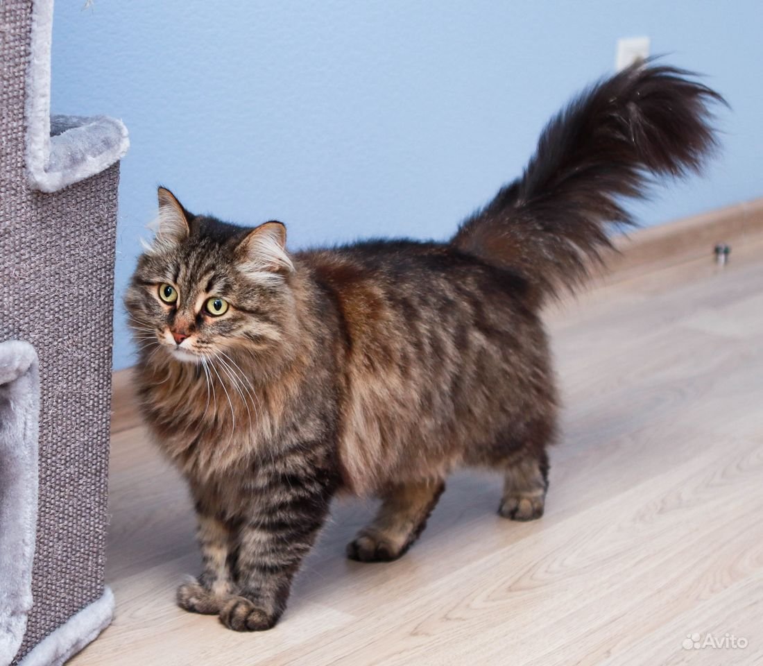 Шпротный кот