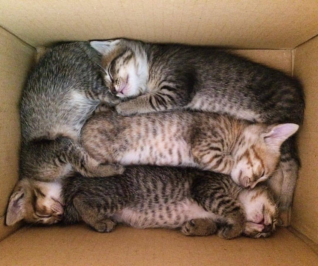 Котики шпротики