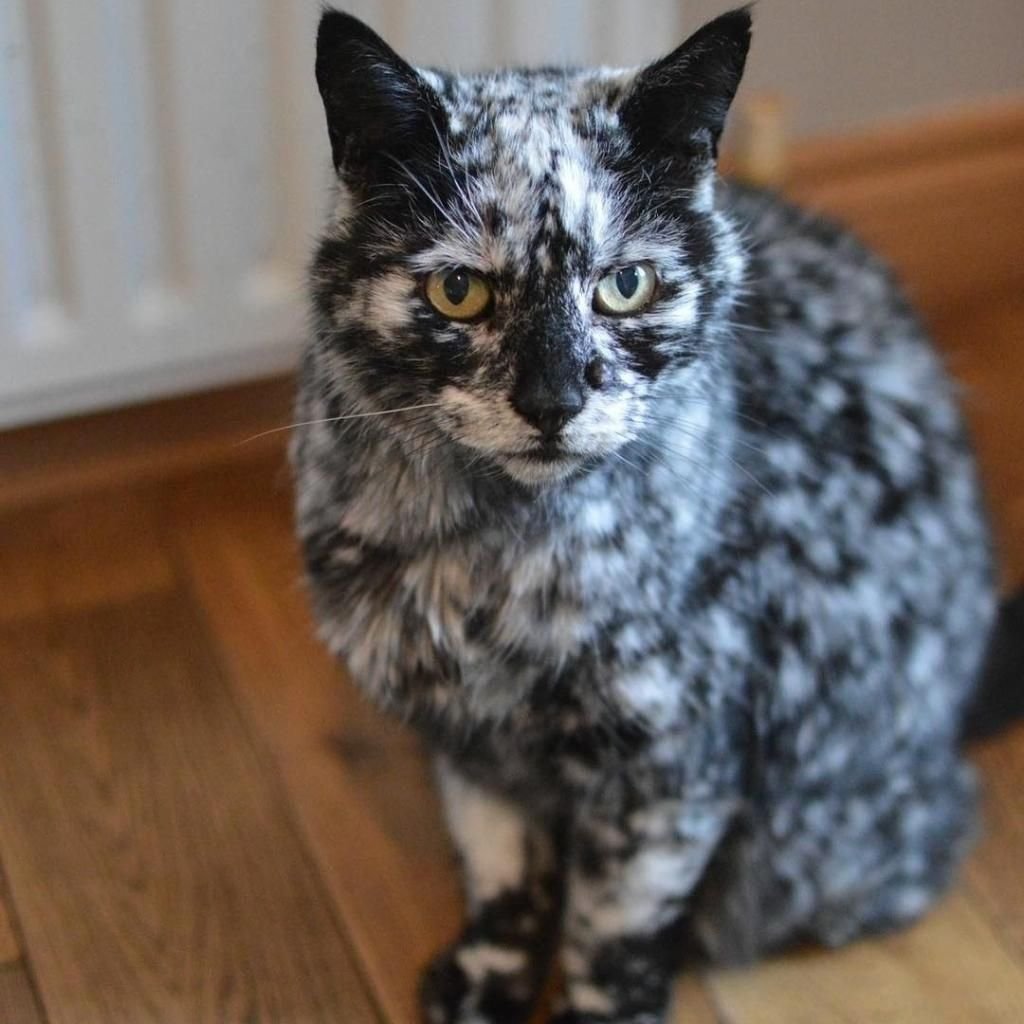 Кот Скрэппи мраморный