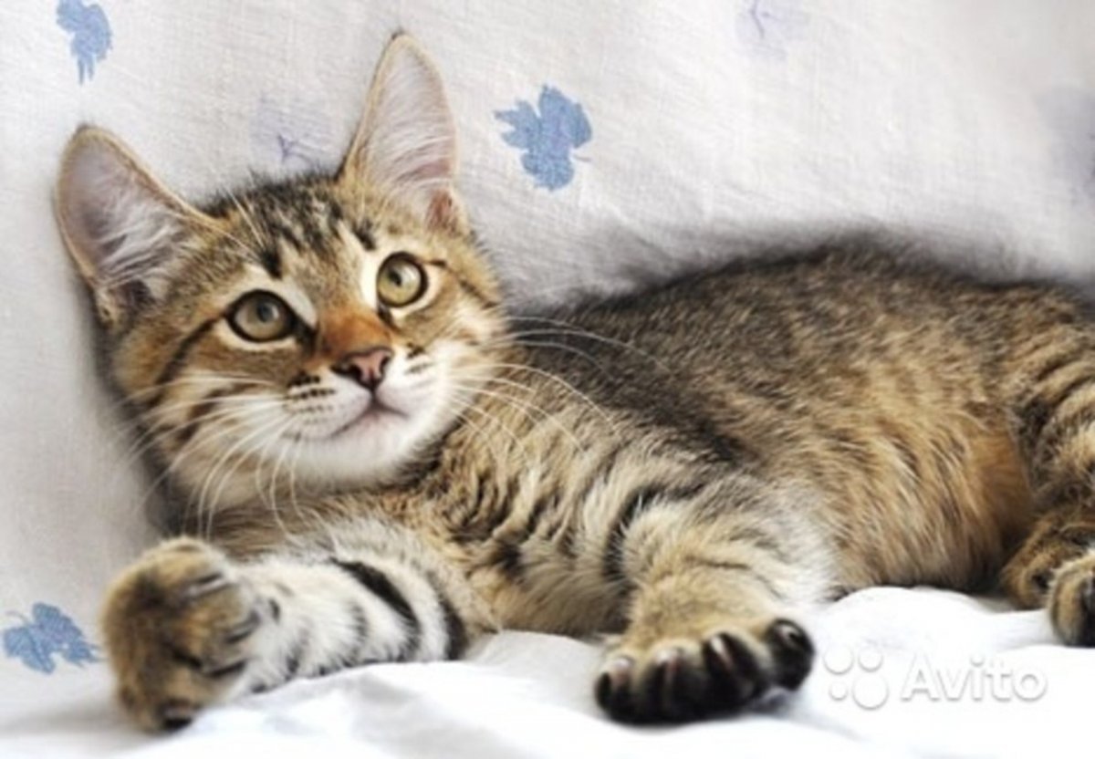 Тигровый полосатый котенок