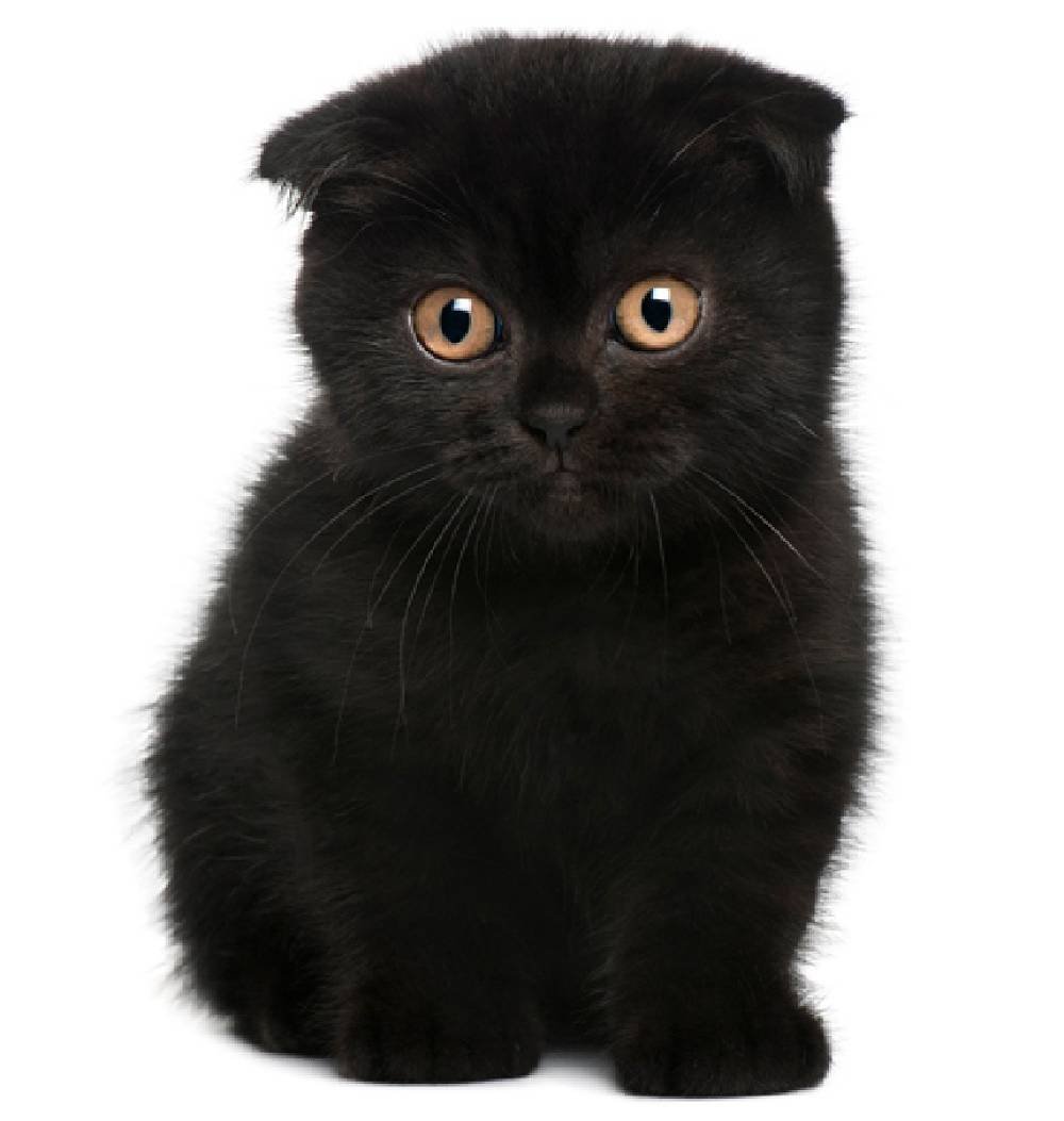 Шотландская вислоухая кошка черная