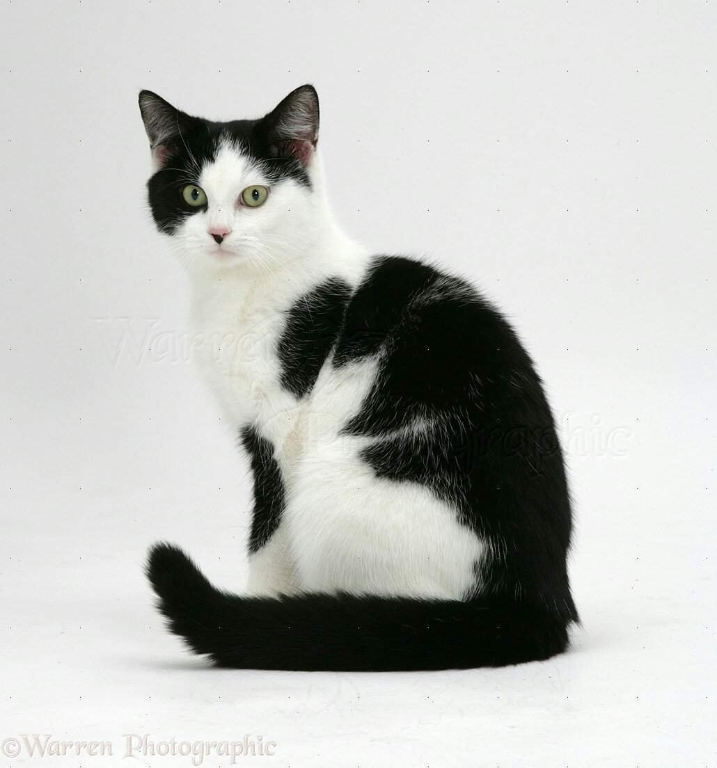 Сибирская короткошерстная кошка черно белая