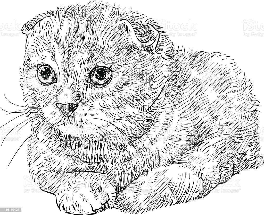 Шотландская вислоухая кошка черная