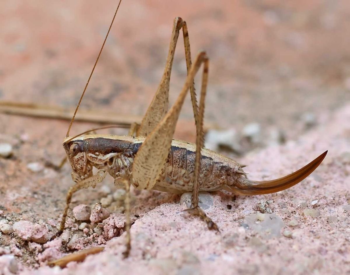 Яйцеклад кузнечика