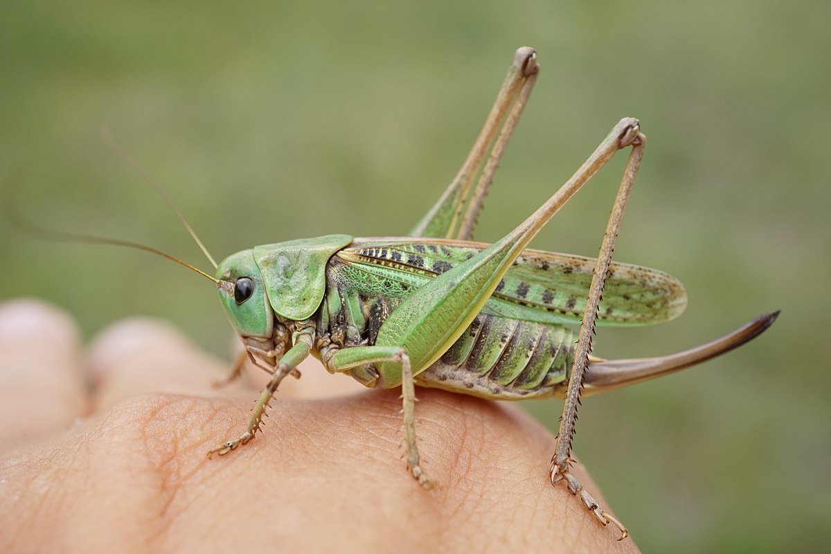 Decticus verrucivorus