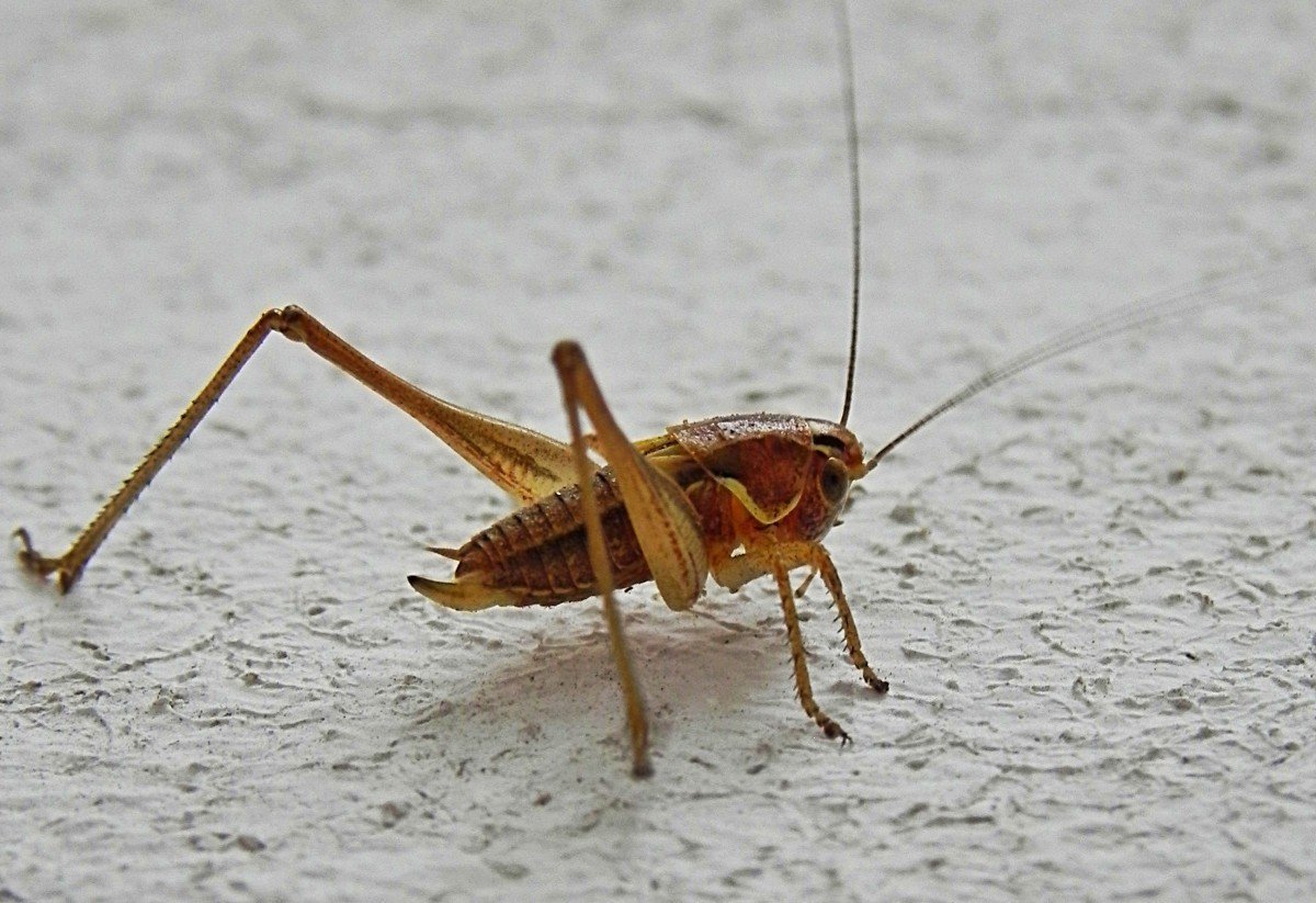 Кузнечик Лейххардта