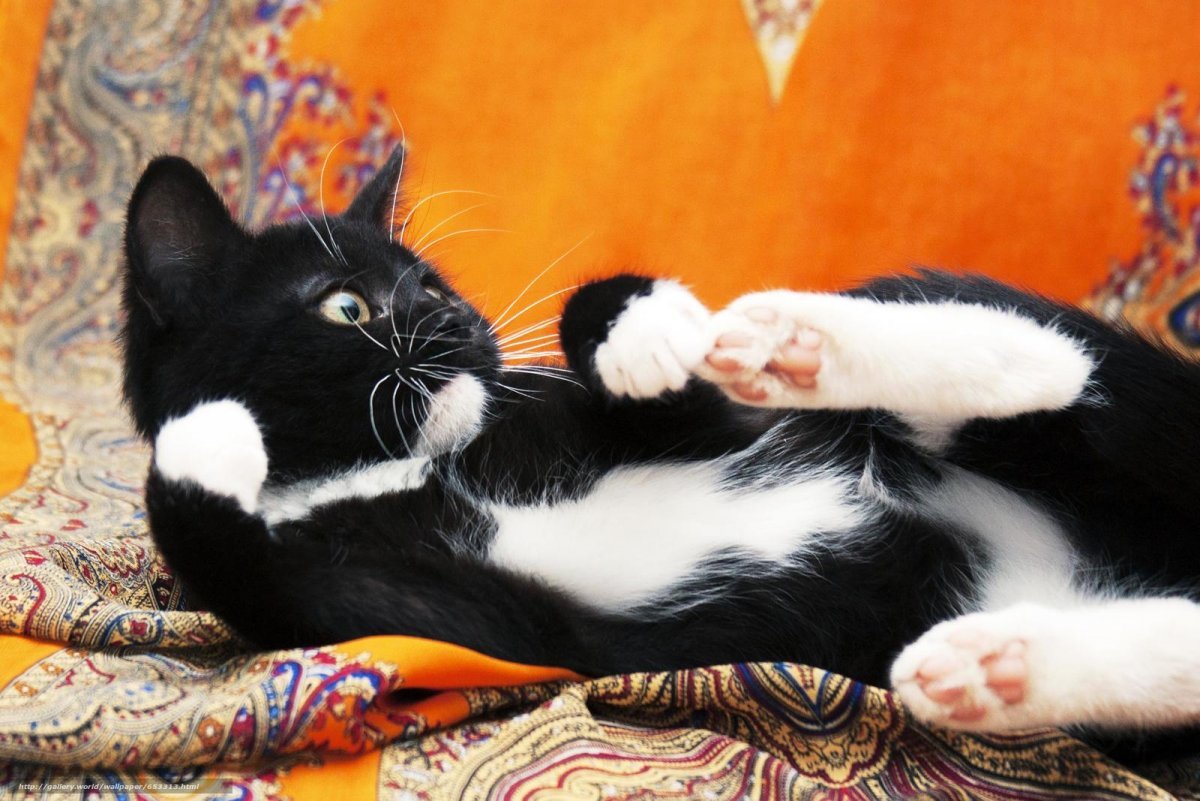 Черный и белый кот