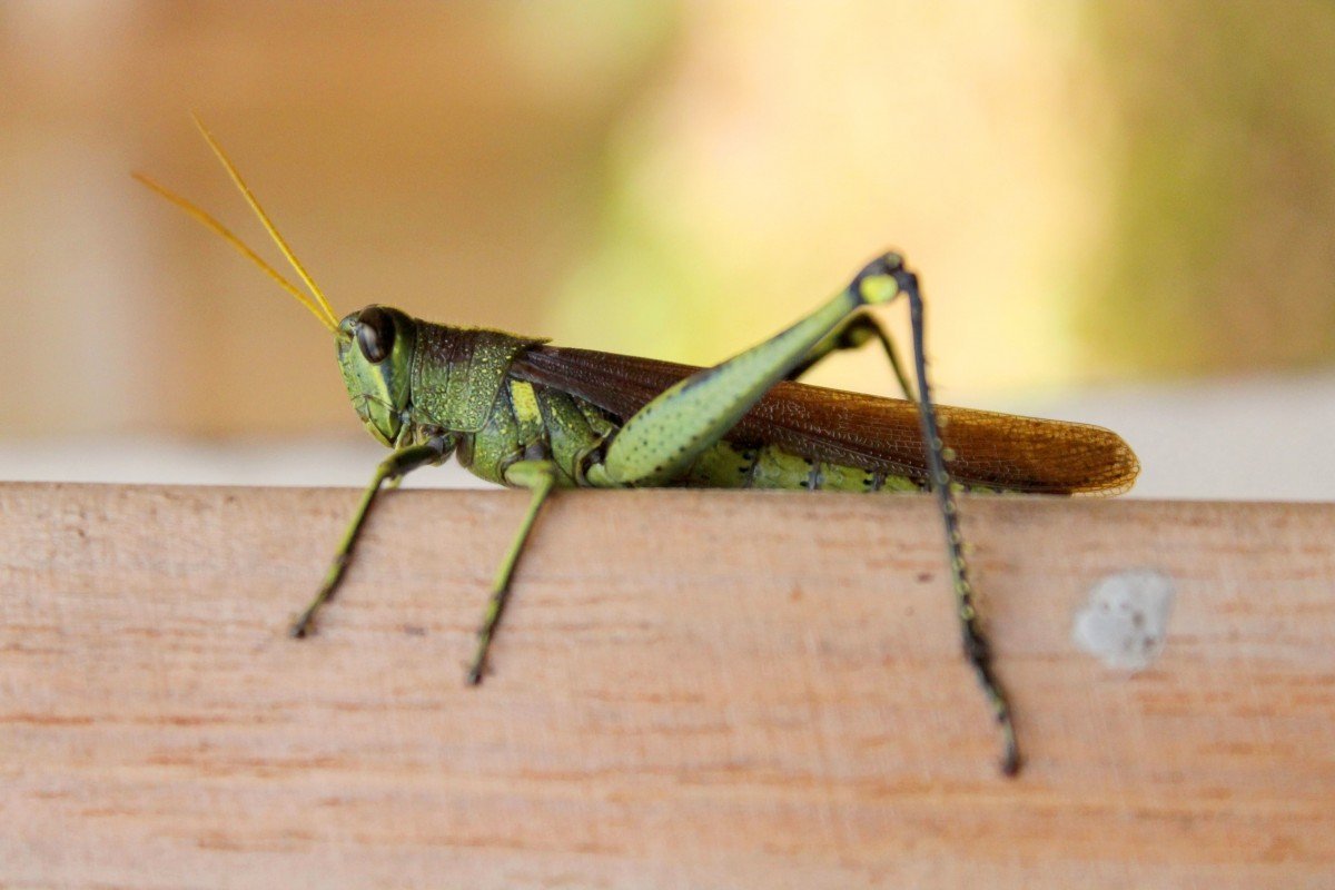 Саранча зеленая с жалом