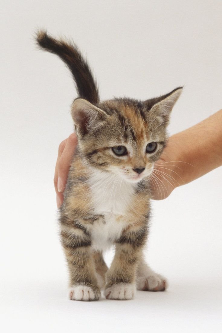 Черная кошка с котятами