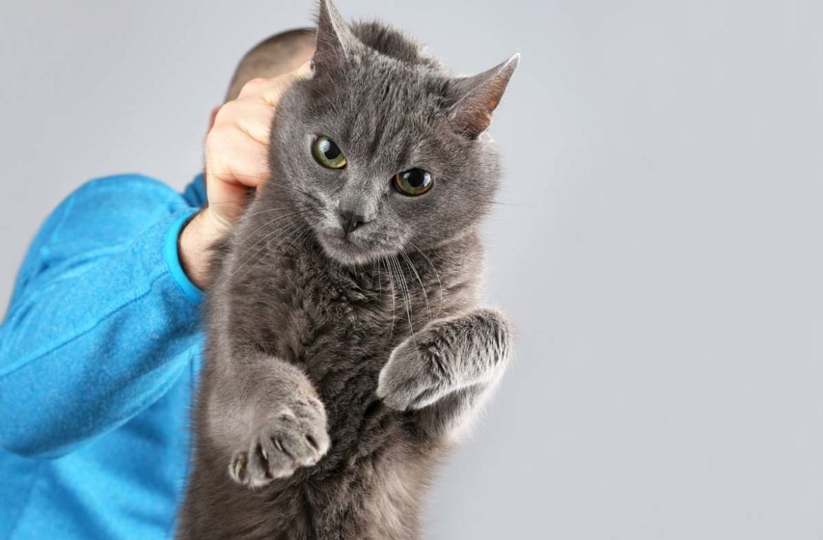 Кошка несет котенка