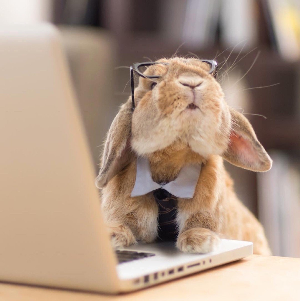 Кролик пугается