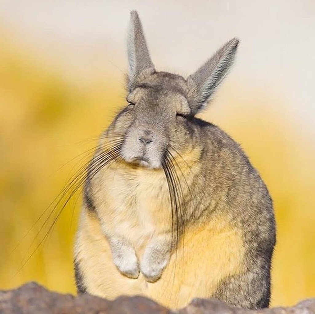 Горная вискаша