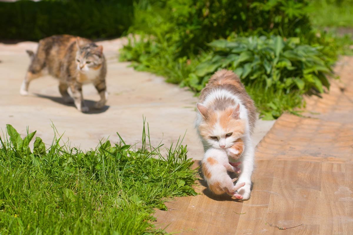 Мышь подвешенная за хвост