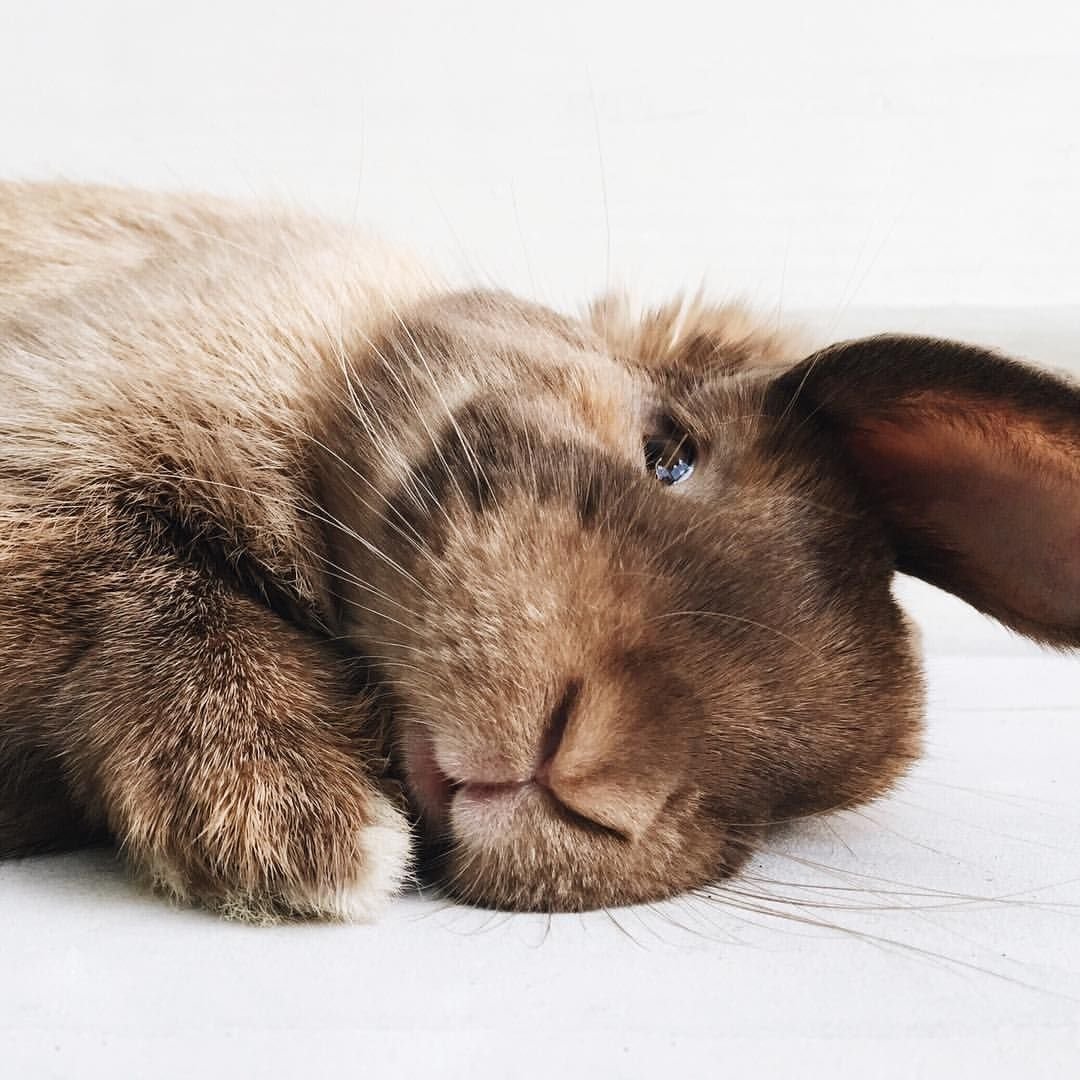 Спящие кролики