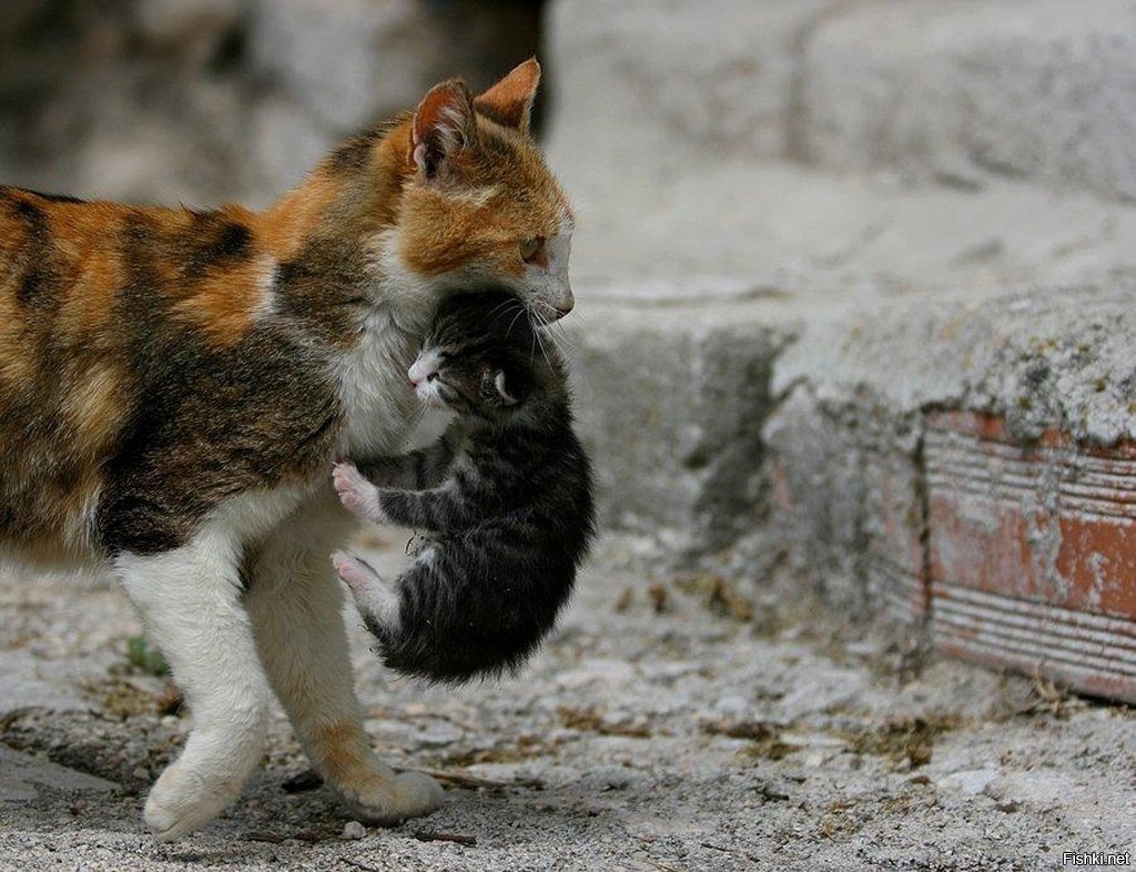 Котенок за шкирку