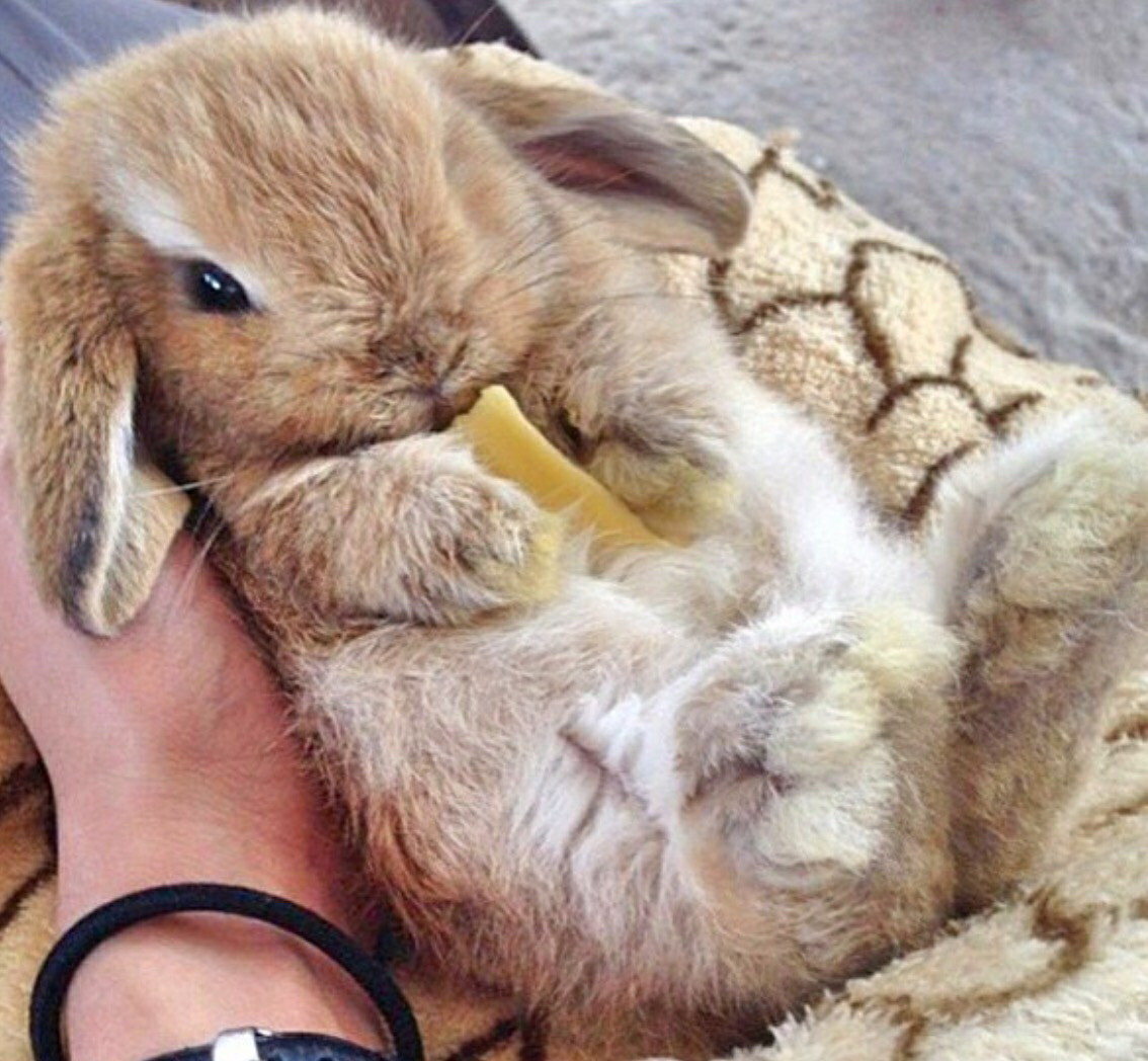 Спящие зайки