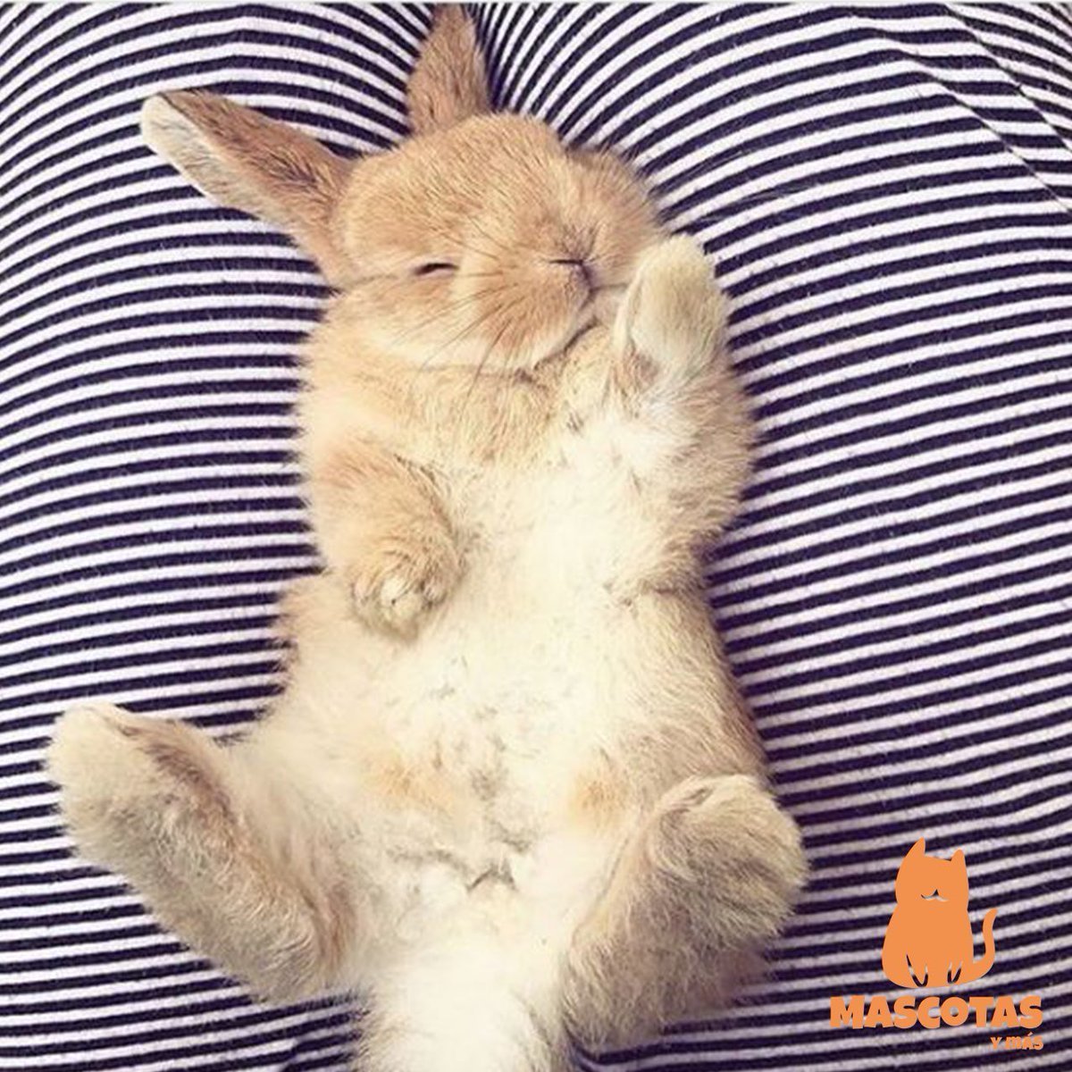 Спящие кролики