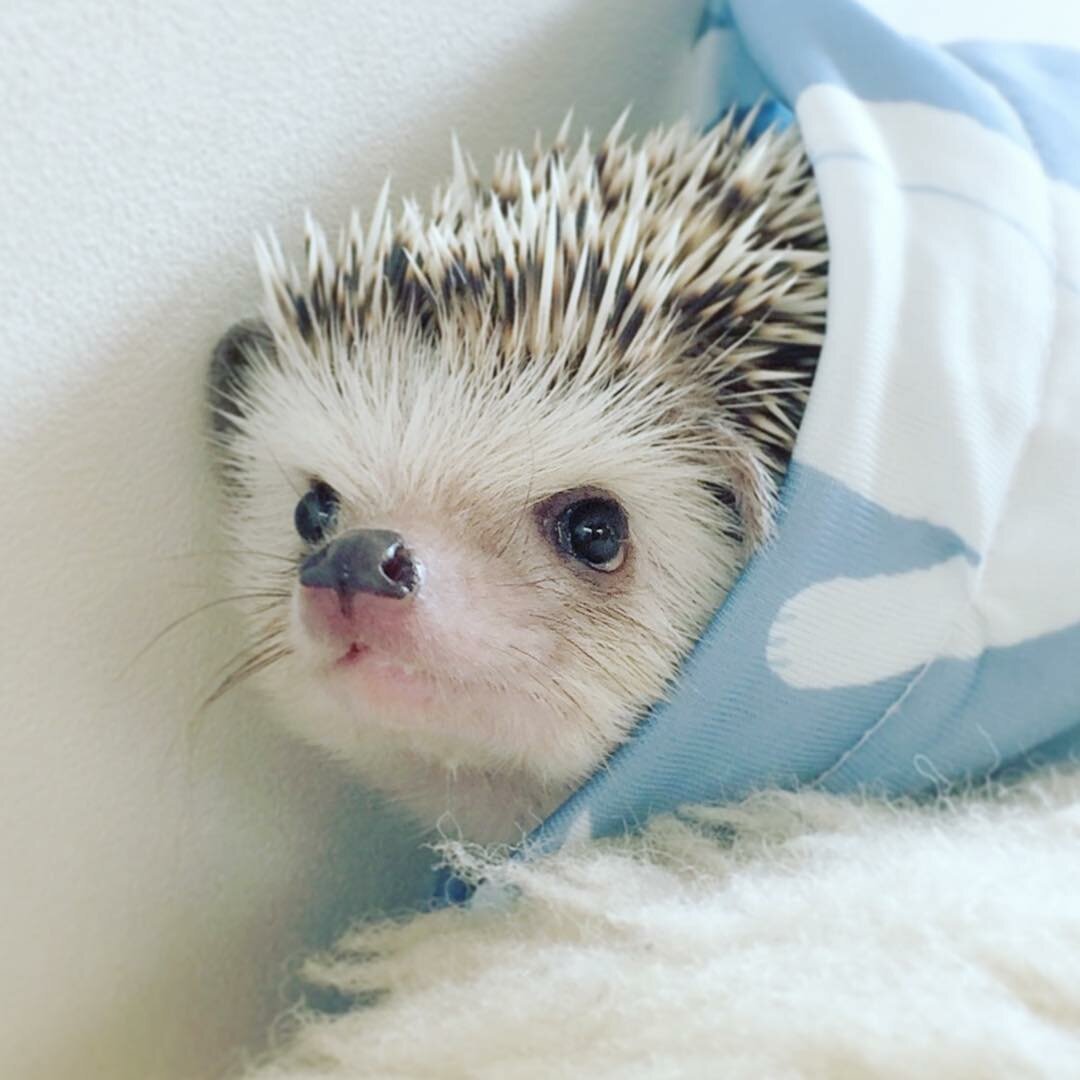 Ежик с голубыми глазами