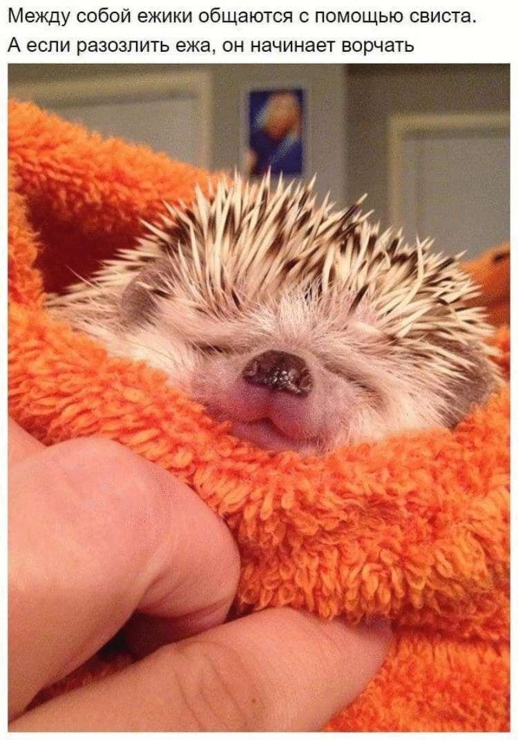 Милый Ежик