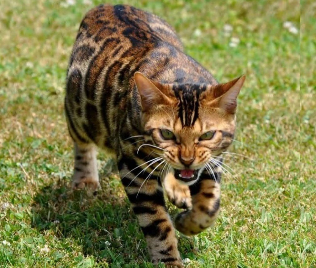 Кошки какие сильные. Бенгальская кошка. Бенгальская кошка (бенгал). Курильский бенгал. Тигровый бенгальский кот.