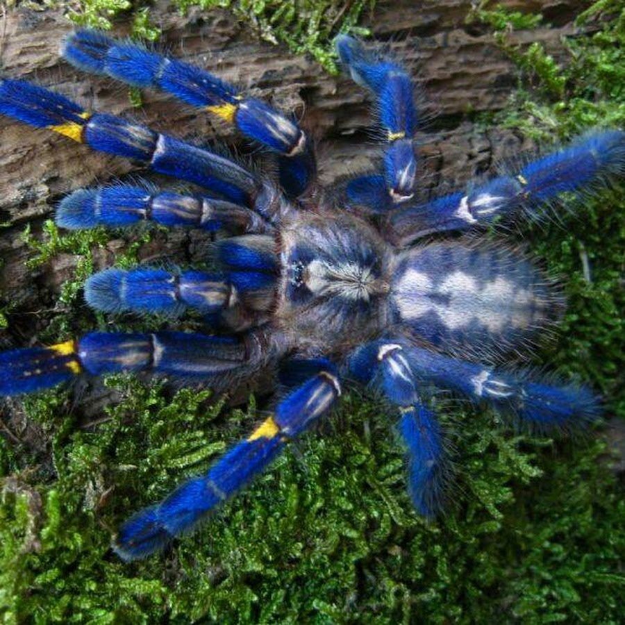 Мохнатый паук Тарантул