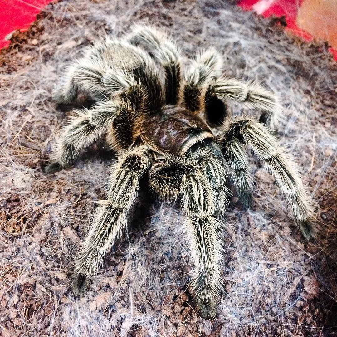 Красивые пауки