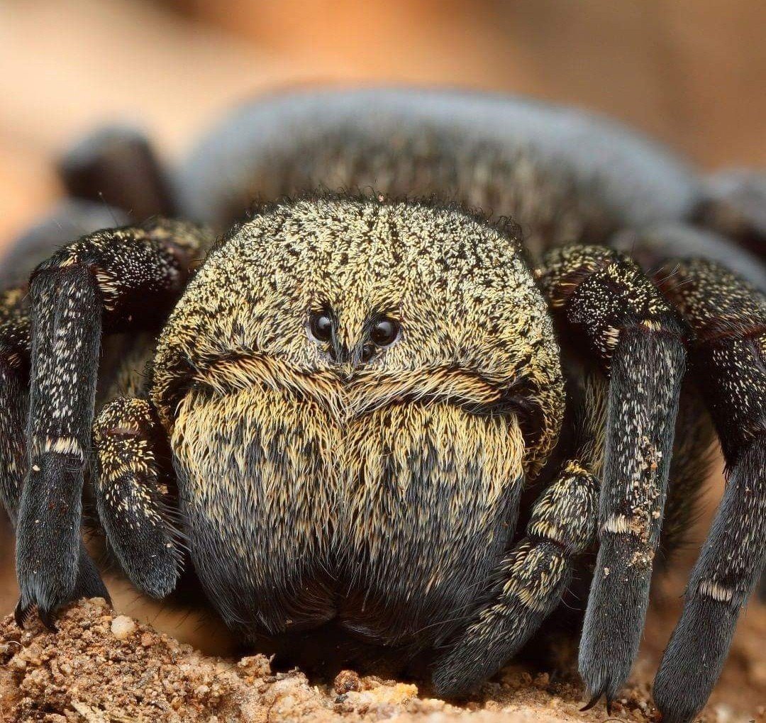 Паук птицеед Poecilotheria Metallica