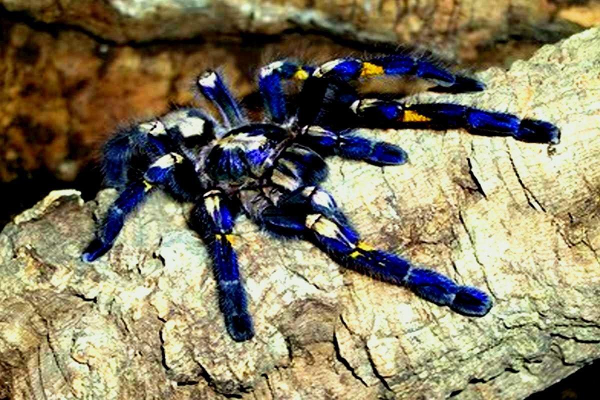 Poecilotheria Metallica паук