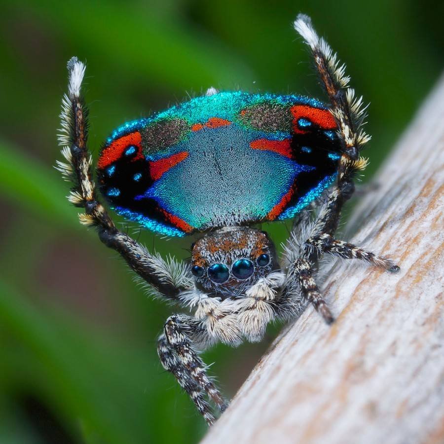 Чёрный эрезус