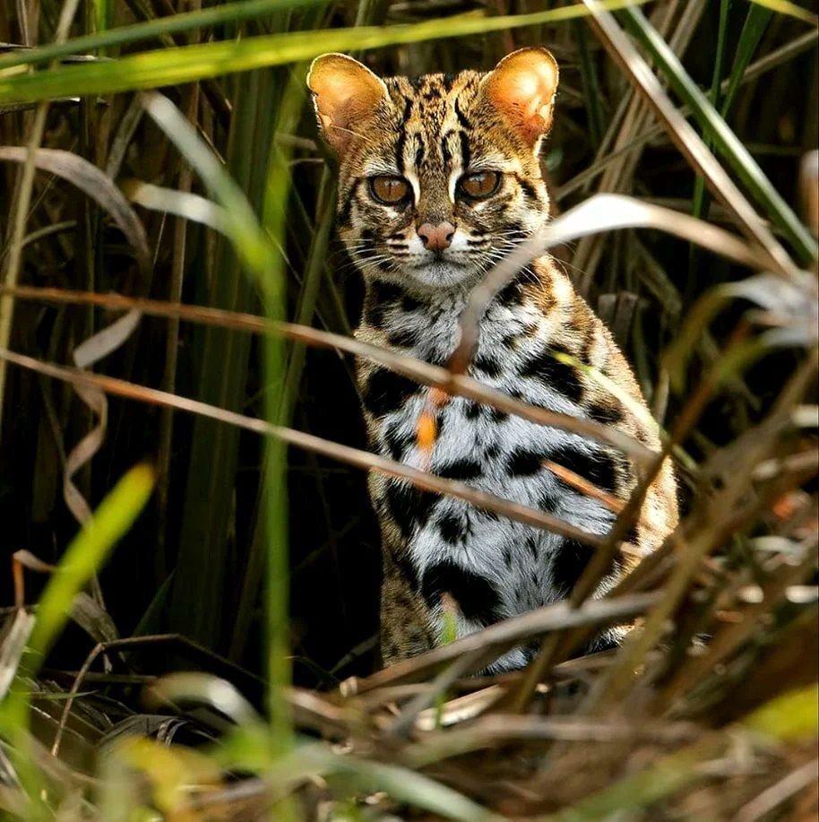 Бенгальский кот полосатый