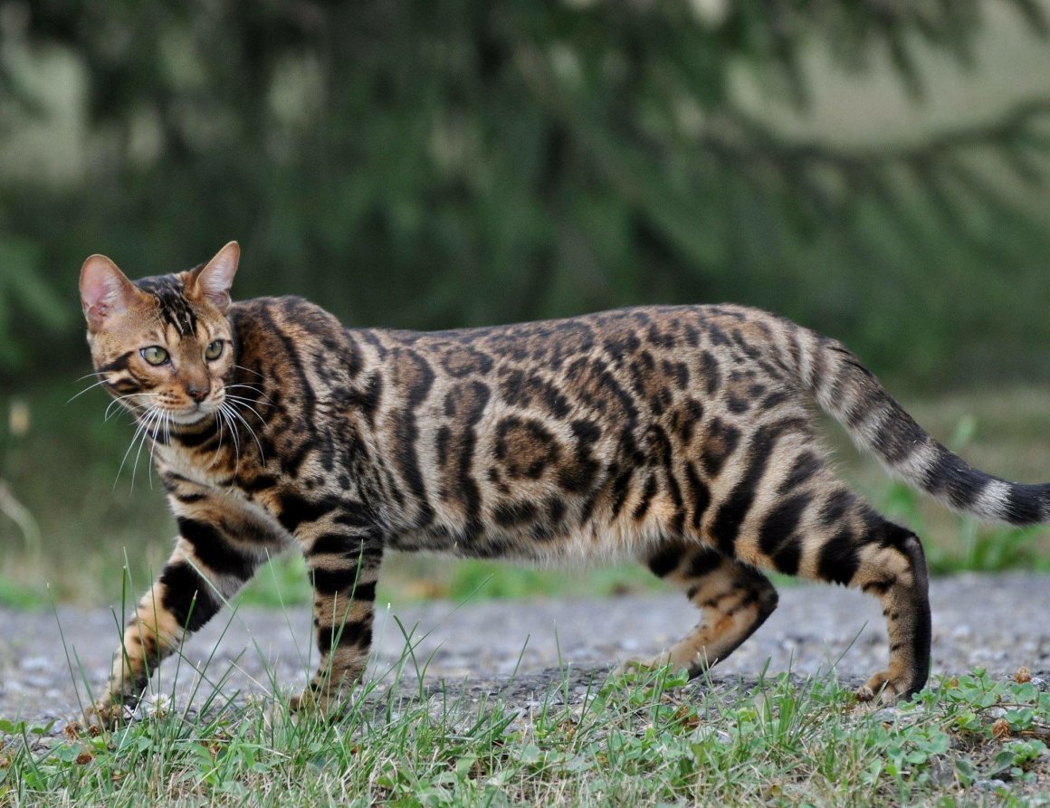 Дикий бенгальский кот