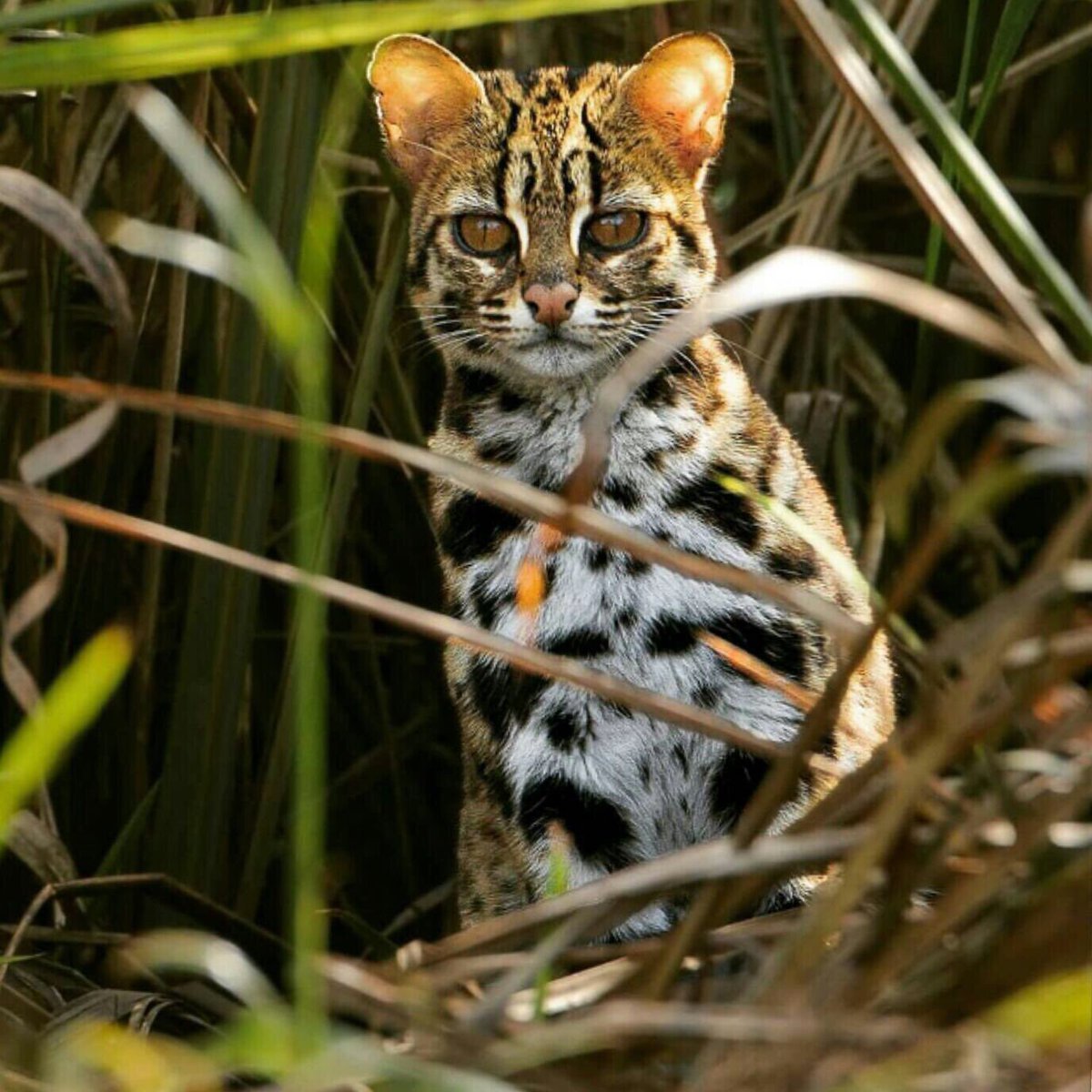 Леопард онцилла